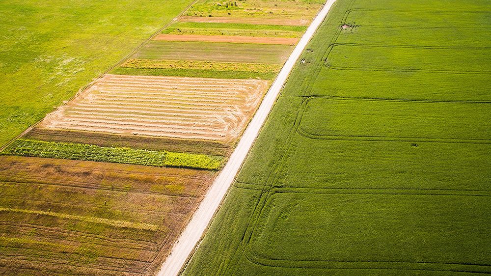 latifundist-com-ae-soya-2017-den-1-8-77555