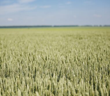 Аграрний лідер України